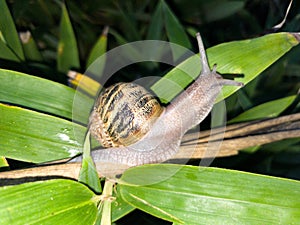 common garden snail walking through bamboo leaves (Helix aspersa)