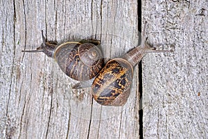 Common garden snails