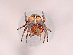 Common Garden Spider - Araneus diadematus