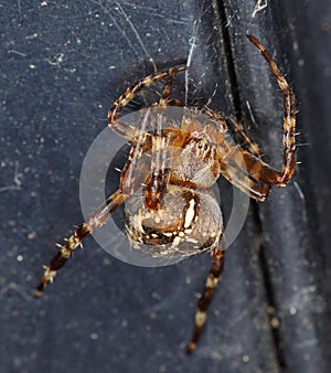 Common Garden Spider - Araneus diadematus