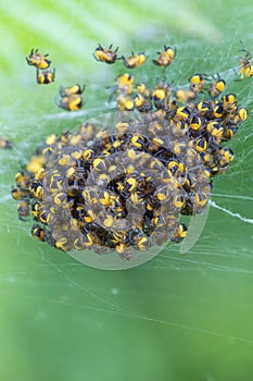 Common garden spider spiderlings araneus diadematus