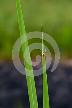 The common garden spider with web