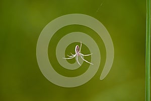 The common garden spider with web