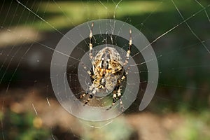 Common Garden Spider