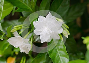 Common gardenia