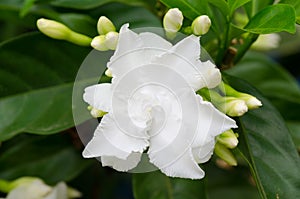Common gardenia
