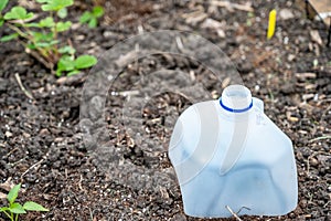 Plastic milk jug cut in half to cover garden plants to protect from pests photo