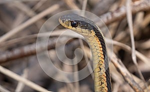 common garter snake gets a close up while it raises up to look about