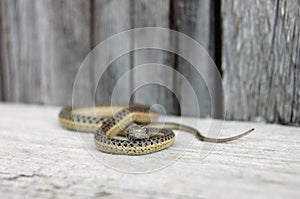 Common garter snake looking for food