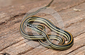 Common Garter Snake