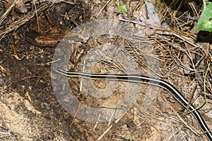 Common Gartersnake warming in the sun on the forest floor