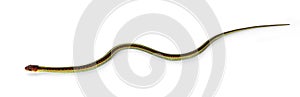 Common gartersnake on white background