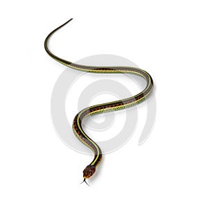 Common gartersnake on white background