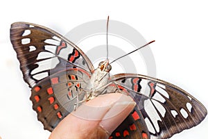 Common Gaudy Baron butterfly Euthalia lubentina on human fin