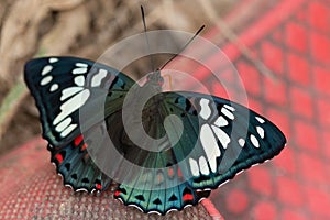 Common Gaudy Baron butterfly standing on red shoes