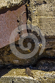 Common gecko wall sunbathing,