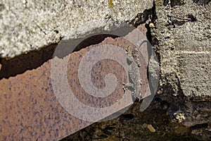 Common gecko wall sunbathing.