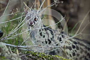 Common Genet