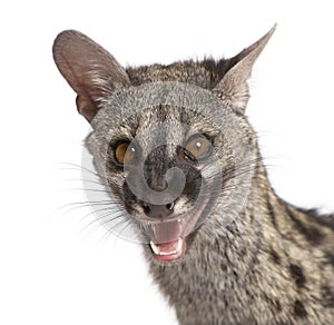 Common Genet against white background photo