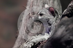 Common genet photo