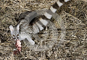 Common genet eating a bait.