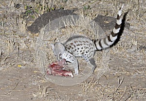 Common genet eating a bait