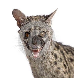 Common Genet - Genetta genetta