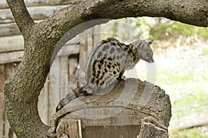 Common genet (Genetta genetta)