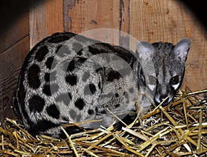 Common genet (Genetta genetta)