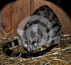 Common genet (Genetta genetta)