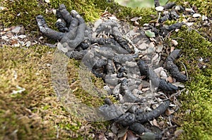 Common genet - Genetta genetta, excrement