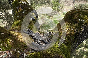 Common genet - Genetta genetta, excrement in the trunk of a tree,