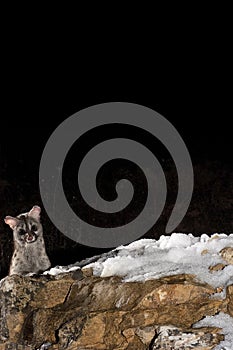 Common genet - Genetta genetta, Spain,