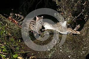 Common genet - Genetta genetta, Spain, a rabbit