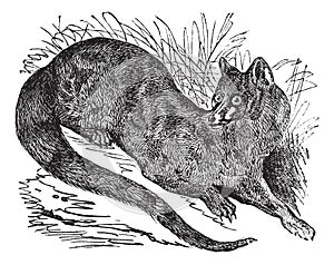 Common Genet or Genetta genetta vintage engraving