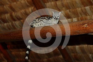 A common genet on a lodge beam