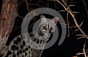 Common genet in studio