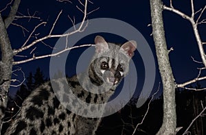 Common genet in studio photo