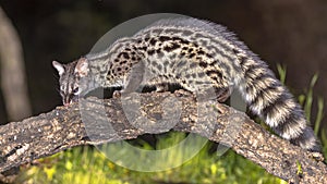 Common Genet on Trunk at Night photo
