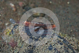 Common Ghostgoby Pleurosicya mossambica