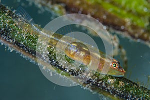 Common Ghostgoby Pleurosicya mossambica