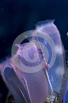 Common Ghostgoby Pleurosicya mossambica