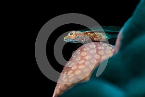 Common ghostgoby on porites coral