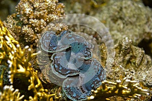 Common giant (tridacna maxima)