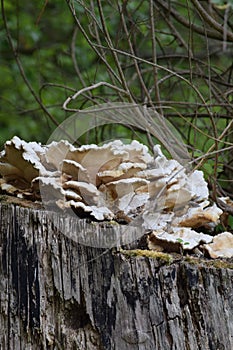 Common Giant polypore
