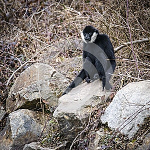 Common gibbon, White-handed gibbon