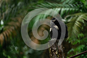 Common gibbon or White-handed gibbon sitting on the tree under the rain