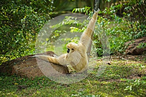 common gibbon or white-handed gibbon on tree