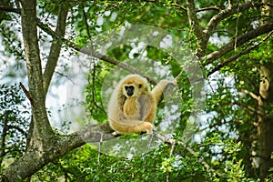 common gibbon or white-handed gibbon on tree