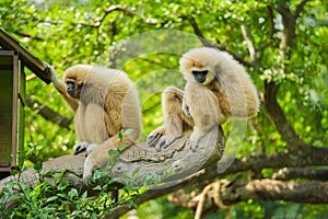 common gibbon or white-handed gibbon on tree
